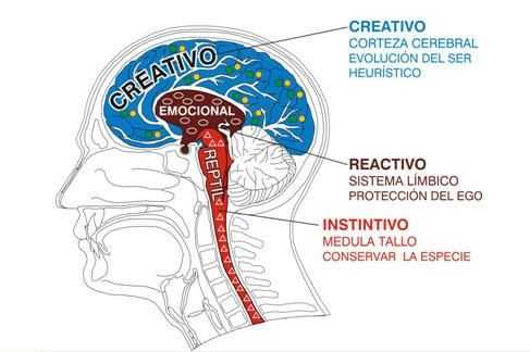 Cerebro triuno